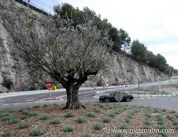 Olivier, pin d'Alep, chêne... la nouvelle bretelle de l'A8 à Beausoleil se pare de vert pour un nouveau look