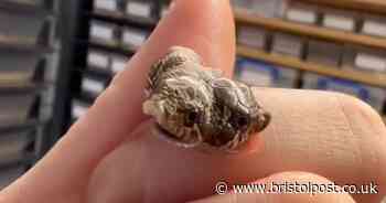West Country pet shop owner's 'shock' as rare two-headed snake hatches