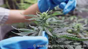 Bundesregierung bringt Cannabis-Legalisierung auf den Weg