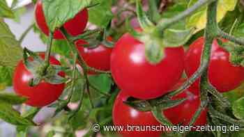 Wolfenbüttels Schüler im Tomaten-Wettstreit