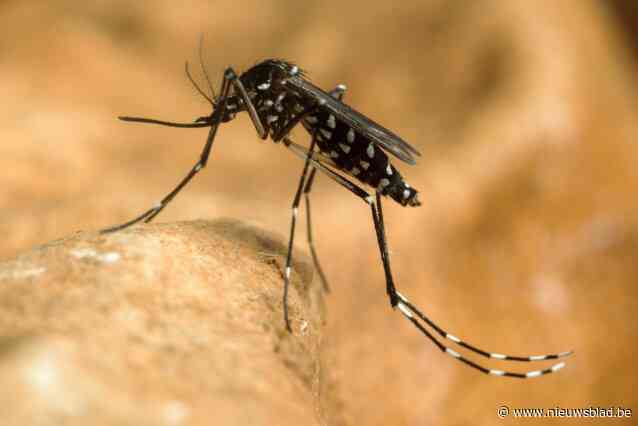 Tijgermuggen overleven winter, Sciensano vraagt burgers om ze bij waarneming steeds te melden