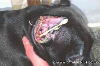 RSPCA figures show over 1,100 dogs had 'cruel' ear cropping procedure since 2020