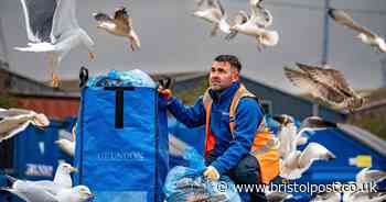 'Seagull-proof' bin bags rolled out in Bristol as birds keep making a mess