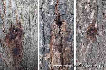 Havering Council to probe 'deliberate poisoning' of trees