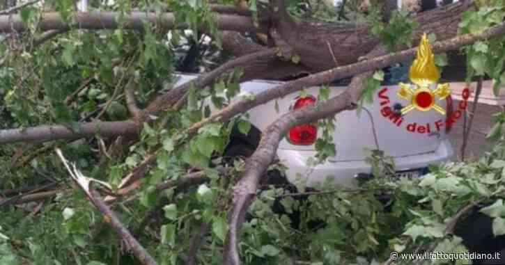 Roma, crolla un pino di 20 metri nel cortile di un palazzo dell’Ater: ferite tre ragazzine
