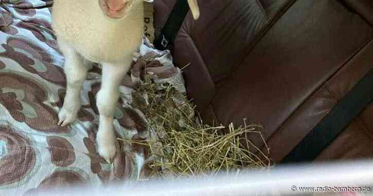 Berliner sorgt mit blökendem Souvenir für Polizeieinsatz