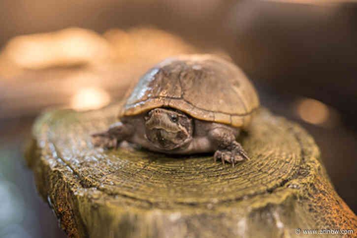 Adoptable Pet of the Week: Squirtle