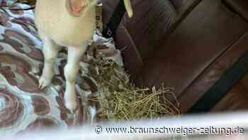 Berliner sorgt mit Lamm für Polizeieinsatz