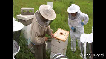 Here's how you can become a beekeeper for a day in Philadelphia