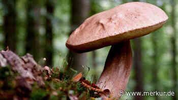 Pilzsaison 2023 hat begonnen: Vier Sorten, die jetzt aus dem Boden sprießen