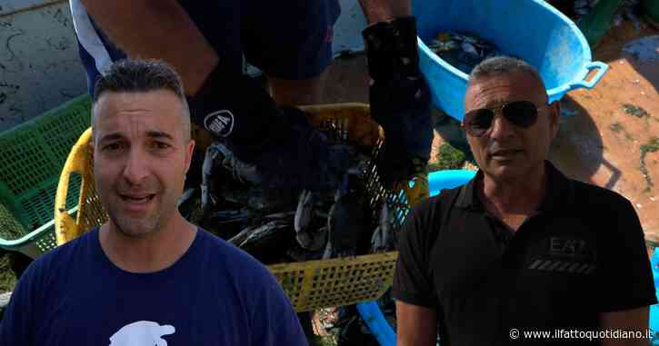 Il granchio blu invade il Delta del Po, l’allarme dei pescatori: “Il nostro futuro è spacciato, la produzione di vongole sarà azzerata”
