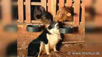 „Guten Freunden gibt man ein Küsschen“: Kälber schlabbern Hund ab – der genießt die Liebe in vollen Zügen