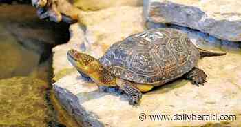 A boost for bees and turtles: Kane Forest Preserve to benefit from $20K in grants