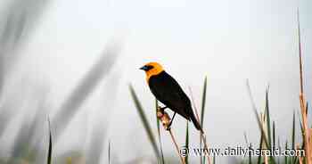 Project to protect wildlife, endangered blackbird at Pingree Grove Forest Preserve underway