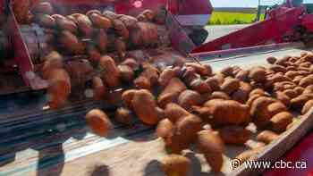 Federal potato wart investigation finally ends in P.E.I., but seed export ban lingers for growers
