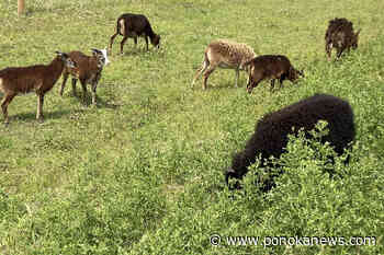 Alberta Open Farm Days is this weekend