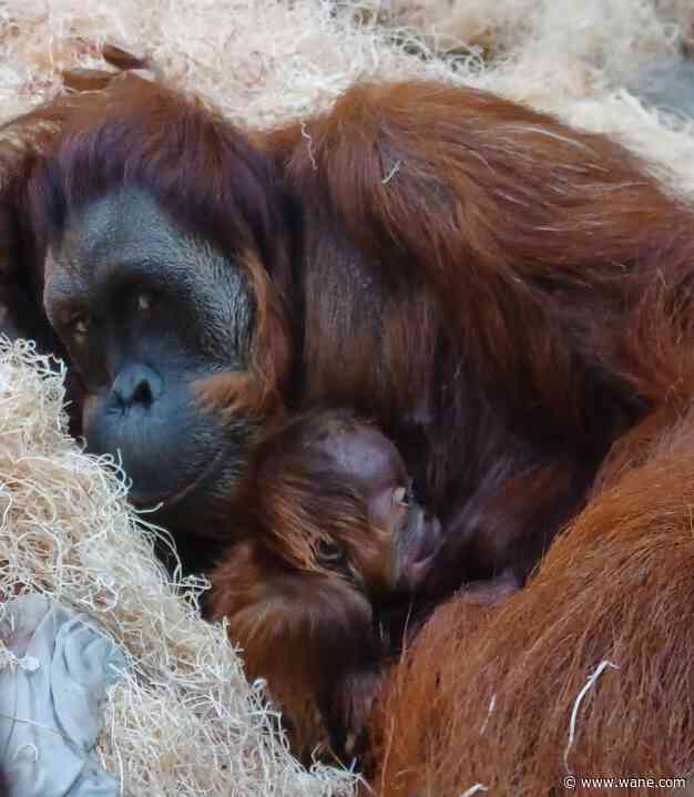 Fort Wayne Children's Zoo celebrates birth of baby orangutan