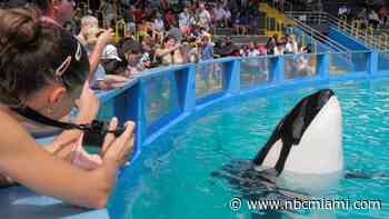 Lolita, Miami Seaquarium's beloved killer whale, dies after sudden illness