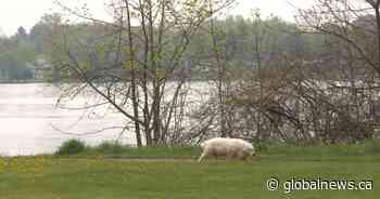 Quinte Conservation warns of high water flows in water safety statement