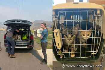 BC SPCA taking in pets of wildfire evacuees, deploying more staff in Thompson-Okanagan