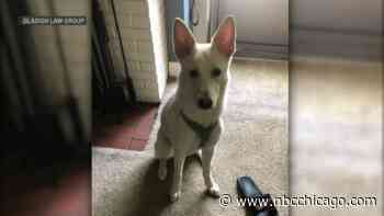 2 charged after Husky killed, woman injured in NW Indiana dog attack