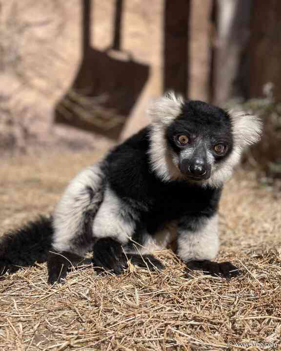 Biopark mourns the death of beloved lemur