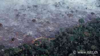 Die Entwaldung geht voran: Warum es eine neue politische Ära für den Regenwald braucht – und Grund zur Hoffnung gibt