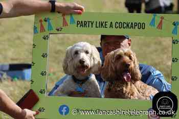 Oswaldtwistle 'Party like a Cockapoo' delights dogs and owners