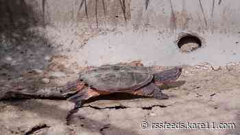 'Turtle tunnels' help provide safe passage for small wildlife in Dakota County