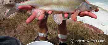 Chemical treatment to be deployed against invasive fish in Colorado River