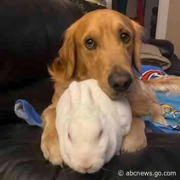 WATCH:  This unlikely duo seems to be the perfect pair