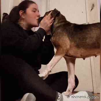 WATCH:  Dog has adorable reaction to learning she is getting adopted