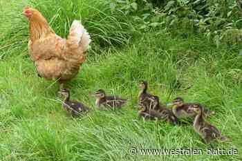 Germete: Henne „adoptiert“ Wildentenküken
