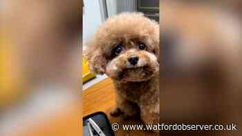 Watch the 'world's happiest dogs' and their adorable smiles