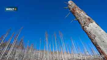 Die Borkenkäfer-Ausrede