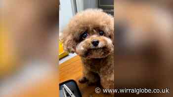 Watch the 'world's happiest dogs' and their adorable smiles