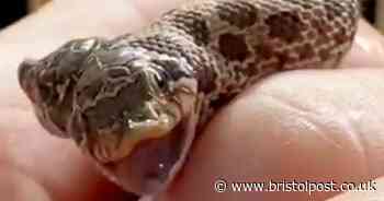 Two-headed snake hatched at exotic pet shop leaves owner 'shocked and in disbelief'