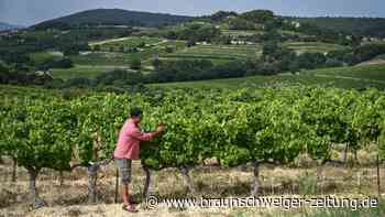 Wälder als Klimaschützer an Weinbergen