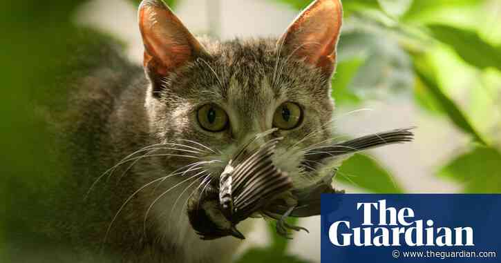 ‘Bird killing machines’: New Zealand cools on cats to protect native wildlife