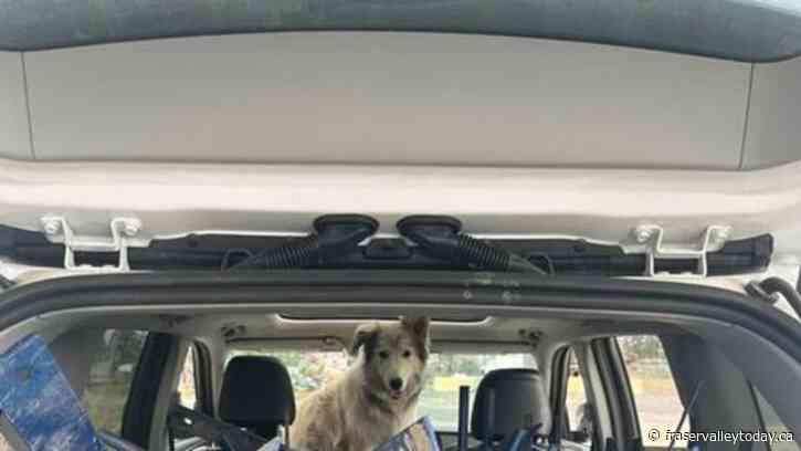 Yellowknife veterinarian helps pets flee fires, supports animals left behind