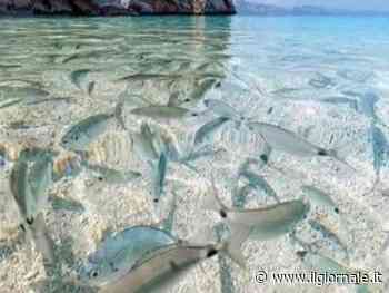 "Venite a Corfù". Ma la foto (rubata) è di una spiaggia sarda