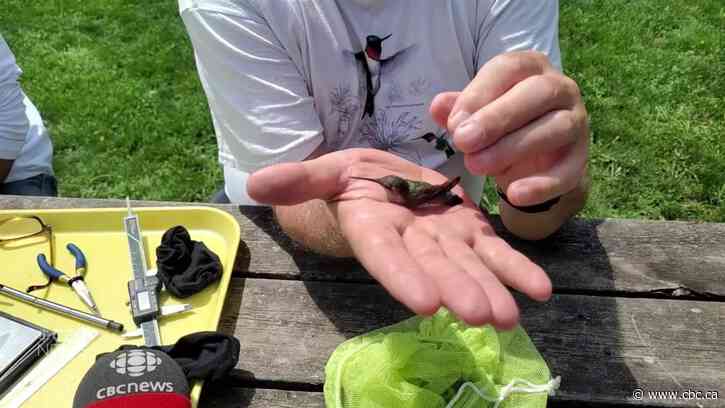 Watch as this expert bands a ruby-throated hummingbird in the palm of his hand