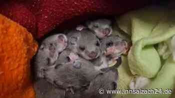 Siebenschläfer-Mama mit acht Jungen aus Badezimmerschrank in München gerettet
