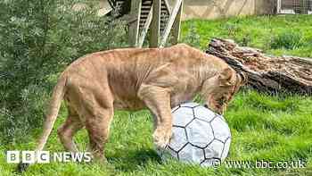 Bristol lionesses get into World Cup spirit as England prep for final