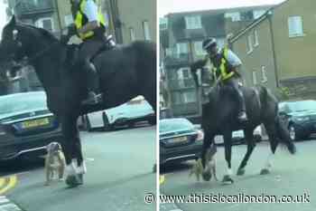 Limehouse dog unseats mounted police officer during attack