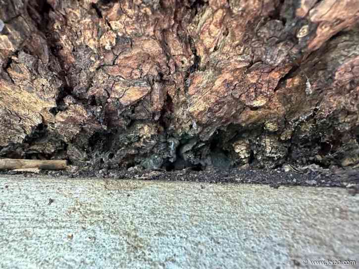 Barton Springs pecan tree ‘Flo’ diagnosed with infection