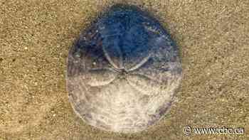 Mermaid coins or sea biscuits? Here's the scoop on sand dollars