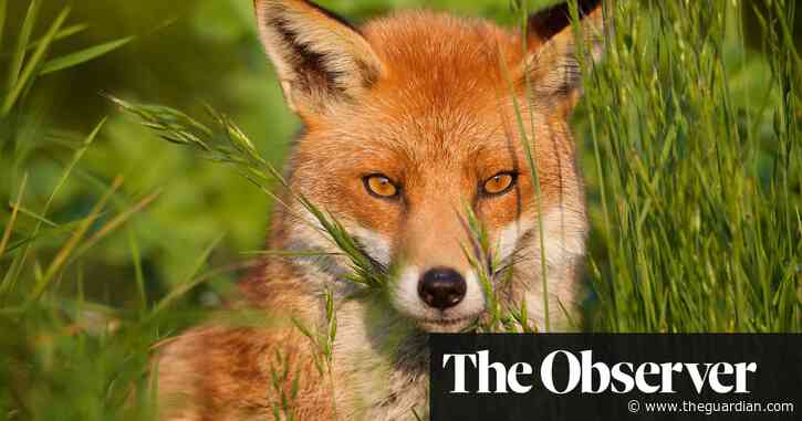 ‘Only AI made it possible’: scientists hail breakthrough in tracking British wildlife