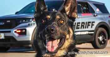 Police dogs nab armed robbery suspect near Vernon Hills