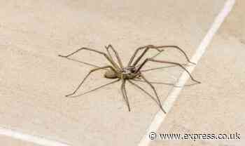 Natural ‘strong scents’ repel spiders and will banish them from your home for just 96p
